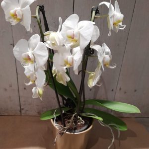 Orchidee in pot